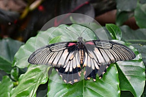 Great Mormon butterfly at the table in the gardens