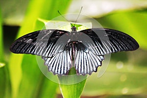 The Great Mormons Butterfly Is on a green leaf photo