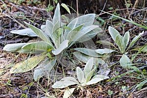 Great Mullein Plant - Verbascum thapsus