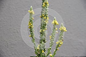 Great mullein Verbascum thapsus flowers.