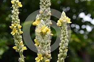 Great mullein Verbascum thapsus flowers.