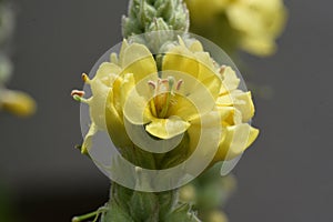 Great mullein Verbascum thapsus flowers.