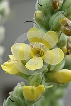 Great mullein Verbascum thapsus flowers.