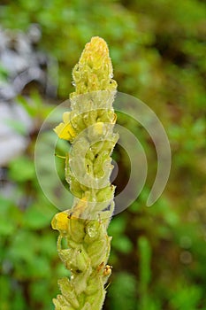 Great Mullein (Verbascum thapsus), a Medicinal Flowering Plant in Himalayas, Uttarakhand, India