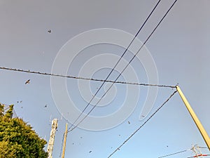 great multitude of swallows perched on the cables and flying over the area