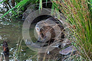 Great muskrat sits by the water in Prague, Czech Republic