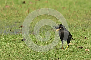 Great myna (Acridotheres grandis) standing in grassland