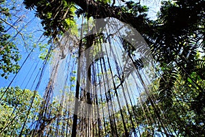 Great Narra tree and vegetation. Philippines.