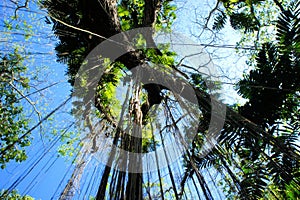 Great Narra tree and vegetation. Philippines.