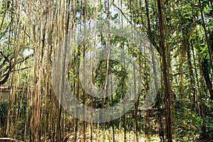 Great Narra tree and vegetation. Philippines.