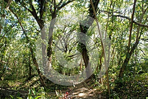 Great Narra tree and vegetation. Philippines.