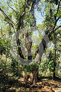 Great Narra tree and vegetation. Philippines.