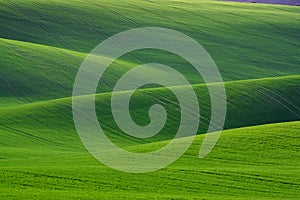 Great Natural Green Background. Spring Rolling Green Hills With Fields Of Wheat. Amazing Fairy Minimalistic Spring Landscape With