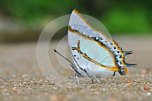 Great nawab butterfly
