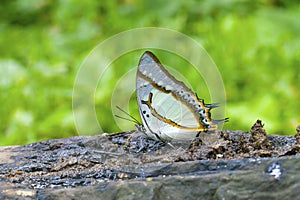 Great nawab butterfly.