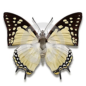 Great nawab butterfly with pale yellowish white and purplish black wings