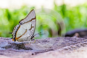 The Great Nawab Butterfly