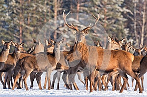 Great noble deer surrounded by herd.Portrait of a deer, while looking at you.Adult deer with big beautiful horns on snowy field.