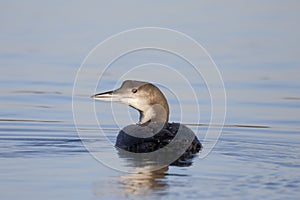 Great-northern diver, Gavia immer