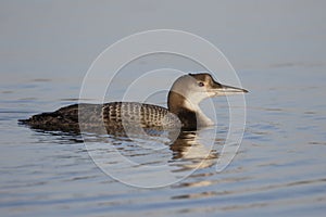 Great-northern diver, Gavia immer
