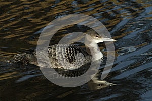 Great northern Diver Gavia immer swimming in a canal.