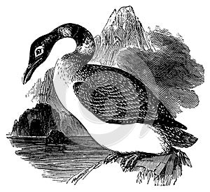 Great Northern diver I Antique Bird Illustrations