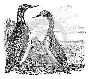 Great Northern Loon or Great Northern Diver or Common Loon or Gavia immer, vintage engraving