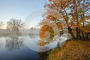 Great Oak tree with Autumn colours reflecting in misty river as the sun burns through the fog