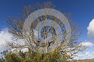 Great Oak Tree with Heather photo