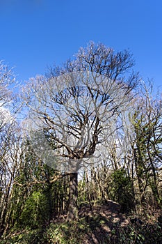 Great Oak Trees in Quarry Wood Nature Reserve, Crowhurst, East Sussex, England