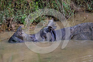 Great One Horned Rhino Bathing in Puddle