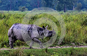 The great One Horned Rhino photo