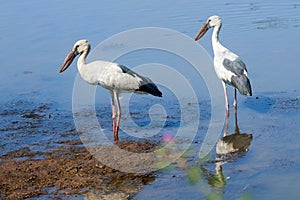 Great Open Bill Migrant Storks in India