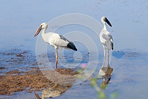 Great Open Bill Migrant Storks in India