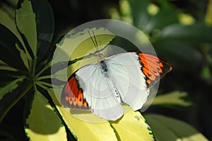 Great orange tip butterfly