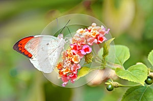 Great Orange Tip Butterfly
