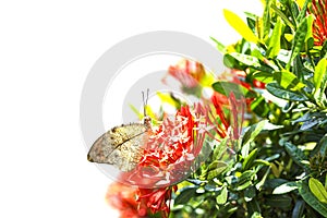 Great orange tip butterfly Anthocharis cardamines resting o