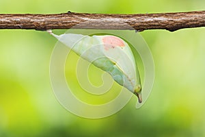 Great Orange Tip butterfly pupa