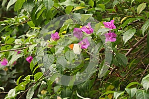 Great orange tip butterfly resting on some flowers in Luang Prabang