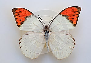 Great Orange Tip