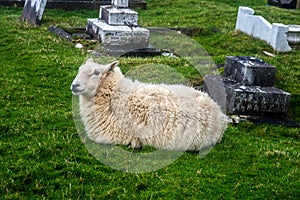 Great Orme, Llandudno, North Wales