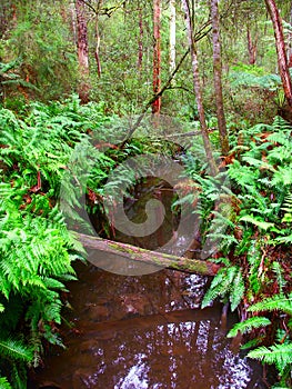 Great Otway National Park