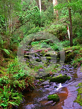 Great Otway National Park