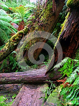 Great Otway National Park Australia