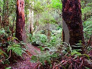 Great Otway National Park Australia