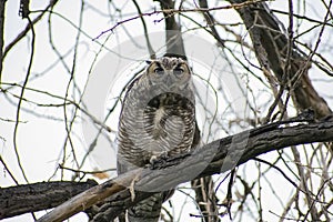 Great Owl in Barren Tree Against a Cloudy Grey Sky