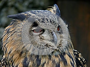 Great Owls face portrait. Winking owl.Owl eye