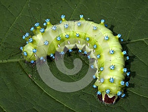 Great peacock moth caterpillar / Saturnia pyri