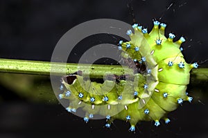 Great peacock moth caterpillar / Saturnia pyri