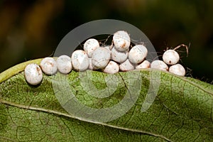 Great peacock moth eggs / Saturnia pyri